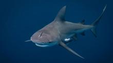 How to survive a shark attack -- or, better yet, avoid a shark attack altogether