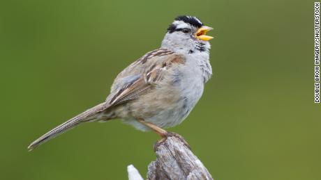 The Covid-19 shutdown created a &quot;proverbial silent spring&quot; across the San Francisco Bay Area, prompting the white-crowned sparrow to sing differently.