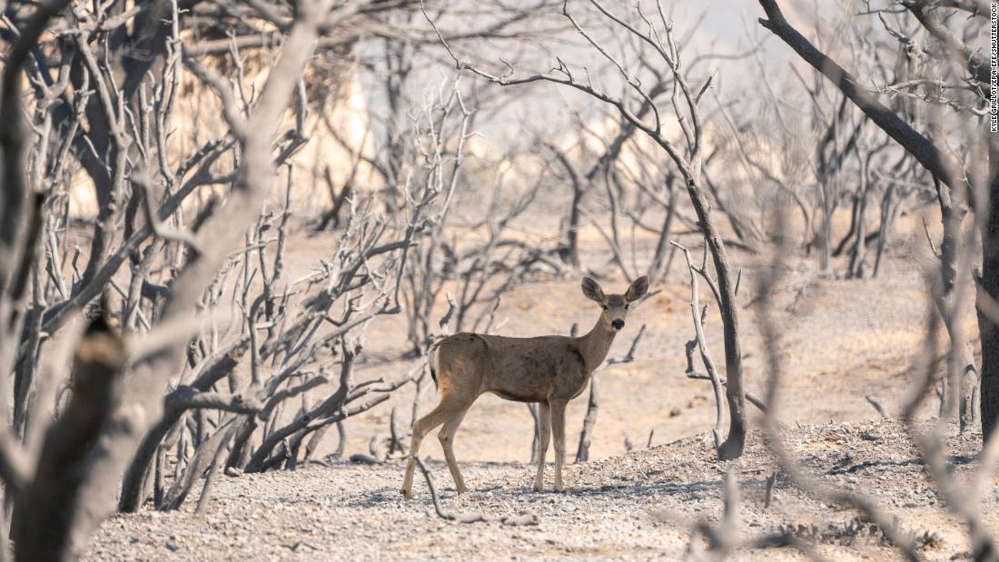 A deer looks for food in an area burned by the Bobcat Fire in Pearblossom, California.