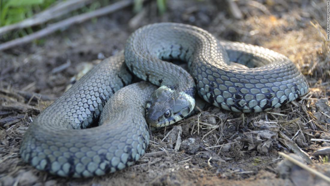 A grass snake finds a shady spot to hide from predators. 