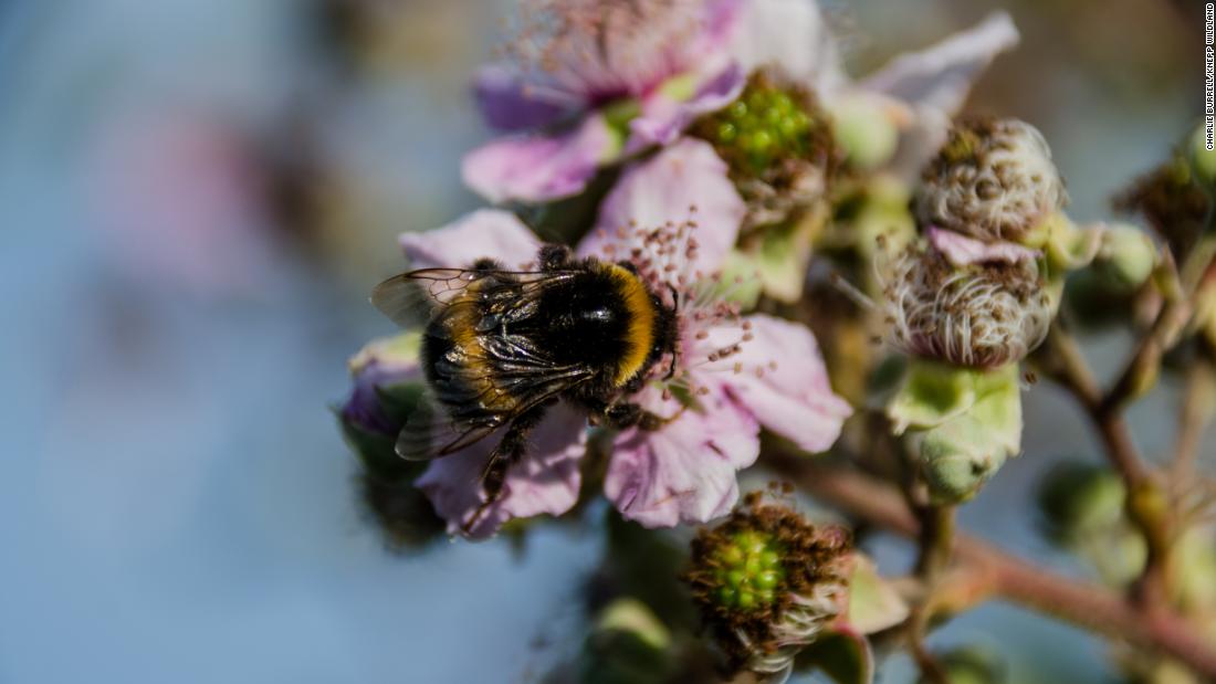 The mosaic of habitats created by the large animals has resulted in an explosion of life, including many insect species. Pollinators have made a beeline for Knepp&#39;s wildflowers and are an important source of food for the estate&#39;s birds.