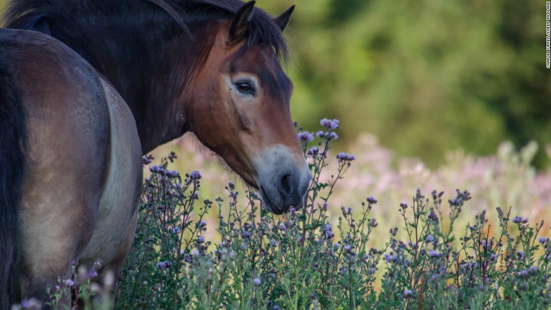 The Exmoor pony is a distant relative of the tarpan -- a wild horse that was common in Europe in prehistoric times. This one is grazing in a wildflower meadow, replicating the impact that its ancestor -- which is now extinct -- would have had on the land. 