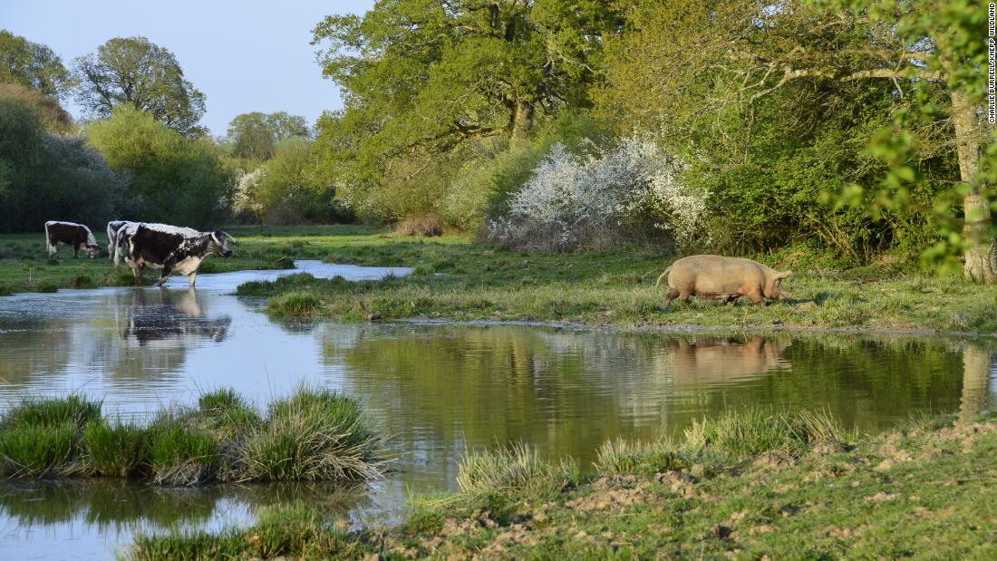 Part of the rewilding process at Knepp involved collapsing a canalized waterway to create a more natural wetland setting, and removing fencing to allow animals to roam free.