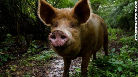 This British farm went from a &#39;biological desert&#39; to biodiversity hotspot by letting the animals take charge