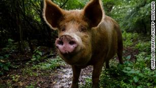 This British farm went from a 'biological desert' to biodiversity hotspot by letting the animals take charge