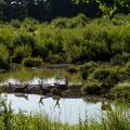 Knepp farm rewilding deer water