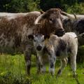 Knepp farm rewilding cte cattle