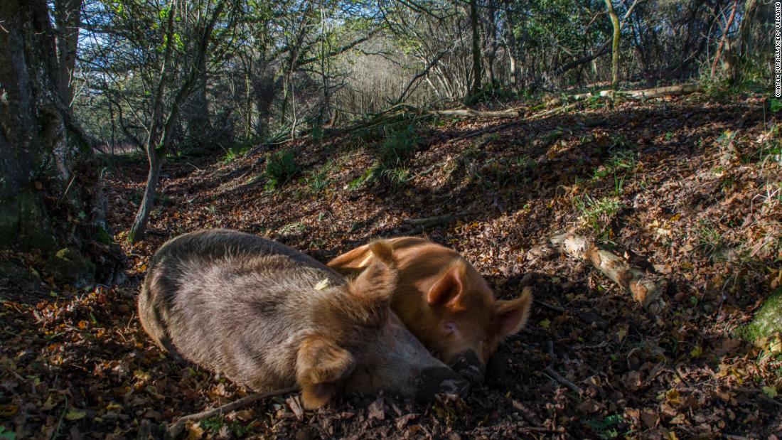 Despite initial skepticism from some members of the local community, Knepp has succeeded in winning over its neighbors and providing a model of farming that supports nature. These Tamworth pigs look very happy.