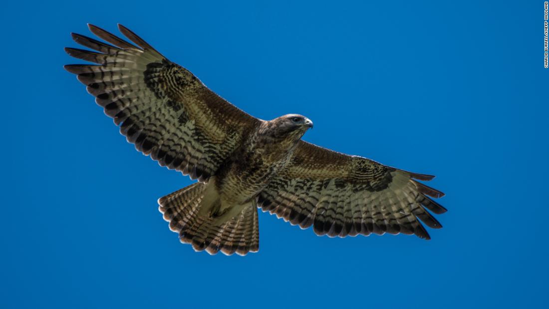 Buzzards are the UK&#39;s most common bird of prey. This one, soaring above Knepp, feasts on the small mammals and insects that thrive on the estate.