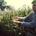 knepp farm rewilding charlie maize