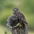 knepp farm rewilding cte owls