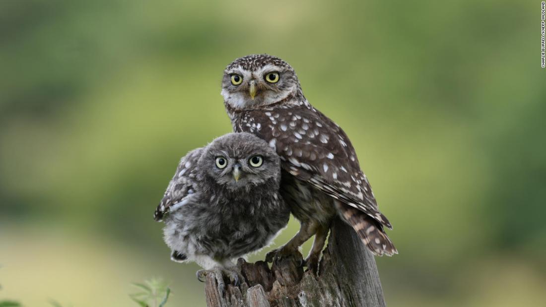 Knepp has attracted all the UK&#39;s five species of owl. Little owls -- like these -- were introduced to the UK in the 19th century.