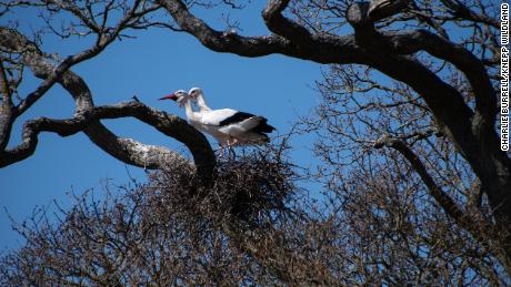 Knepp has attracted many rare birds, including white storks. 