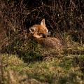 knepp farm rewilding cte fox