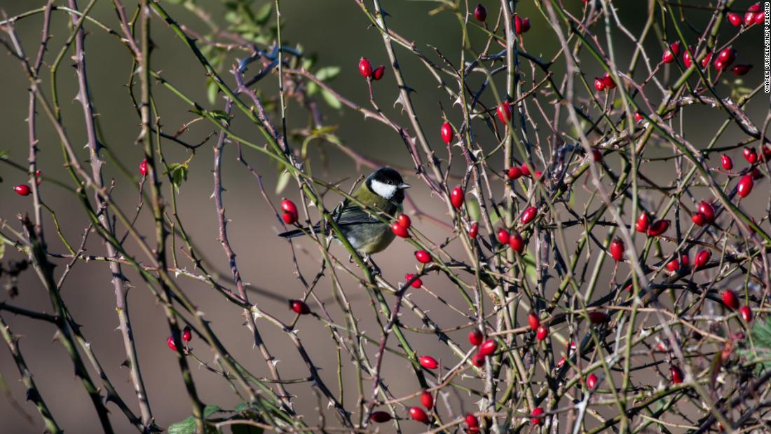 The large numbers of birds on the estate create a cacophony of sound during the spring and summer months. This great tit has a distinctive, two-syllable song.