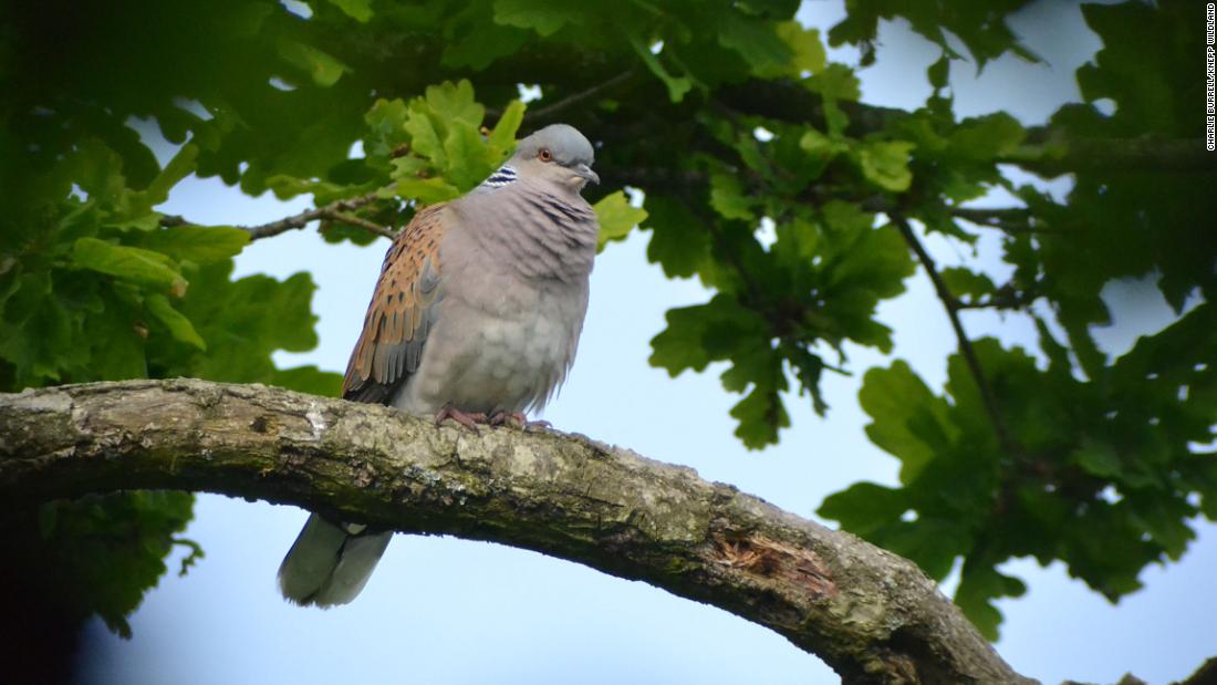 Turtle dove populations in the UK have declined by &lt;a href=&quot;https://www.bto.org/press-releases/where-are-all-turtle-doves-and-partridges&quot; target=&quot;_blank&quot;&gt;up to 98% &lt;/a&gt;in recent decades but the birds have found a refuge in Knepp&#39;s leafy canopies, where numbers are rising.