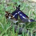 knepp farm rewilding cte purple emperor butterfly