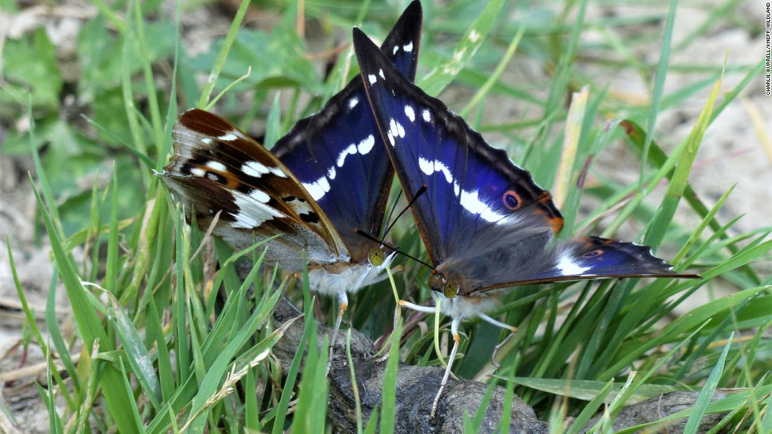 The elusive purple emperor butterfly has flourished in the acres of sallow trees on the estate.