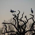 knepp farm rewilding cte white storks 3