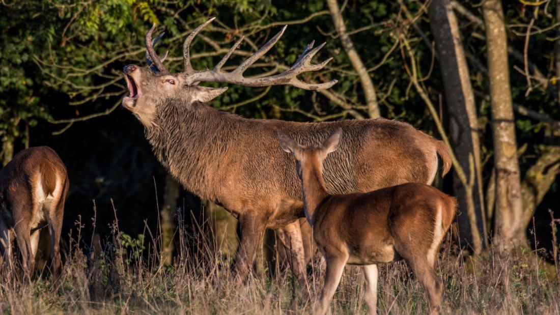 There are three types of deer on the estate - fallow, roe and red deer. This bellowing stag is a red deer.