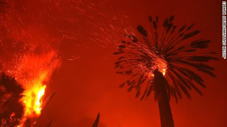 A palm tree casts embers in the Glass Fire.