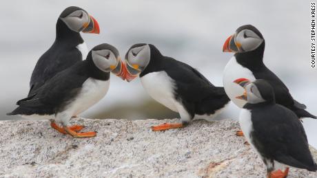 Puffins billing