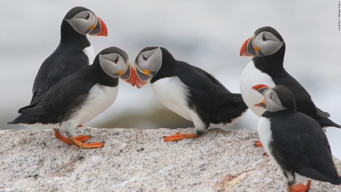 Everyone loves puffins. So how are these adorable seabirds faring