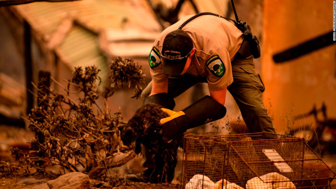 An officer with Napa County Animal Control rescues a cat after the Glass Fire passed through Napa Valley, California, on September 28.