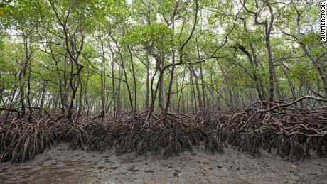 Mangroves growing in the south of Brazil&#39;s Boipeba island have extensive root systems.