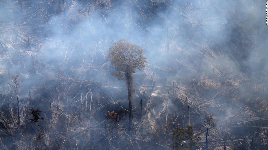 Around 40% of the world's plant species are threatened with extinction - CNN