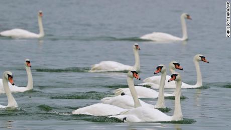Swans in Lakeland, Florida. (AP Photo/Chris O&#39;Meara)