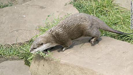 Pumpkin, a female otter, recently lost her partner Eric.