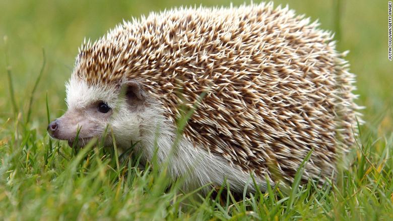 The CDC is investigating multistate salmonella outbreaks tied to pet hedgehogs and bearded dragons