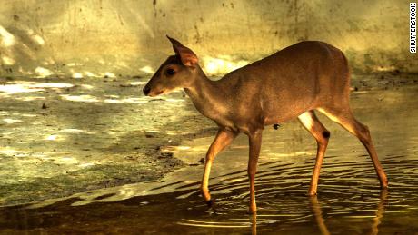 The brown brocket at Mexico&#39;s Centenario Zoo in Merida, Yucatan.