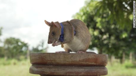 Magawa, the 'hero rat' who sniffed out landmines, has died