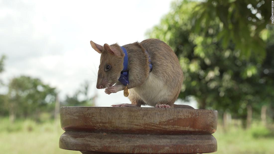 Magawa, tikus pahlawan yang mengendus ranjau darat, telah mati