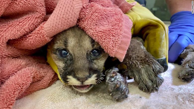 Mountain lion cub rescued from California wildfire
