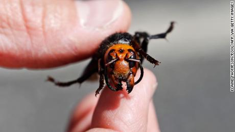 Warmer weather is when Asian giant hornets thrive, and scientists in the US and Canada are preparing for the next hornet season in the summer and fall of 2021.