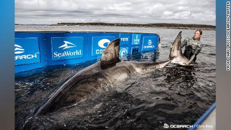 Gran tiburón blanco masivo de 50 años apodado 'Reina del océano'  atrapado y etiquetado