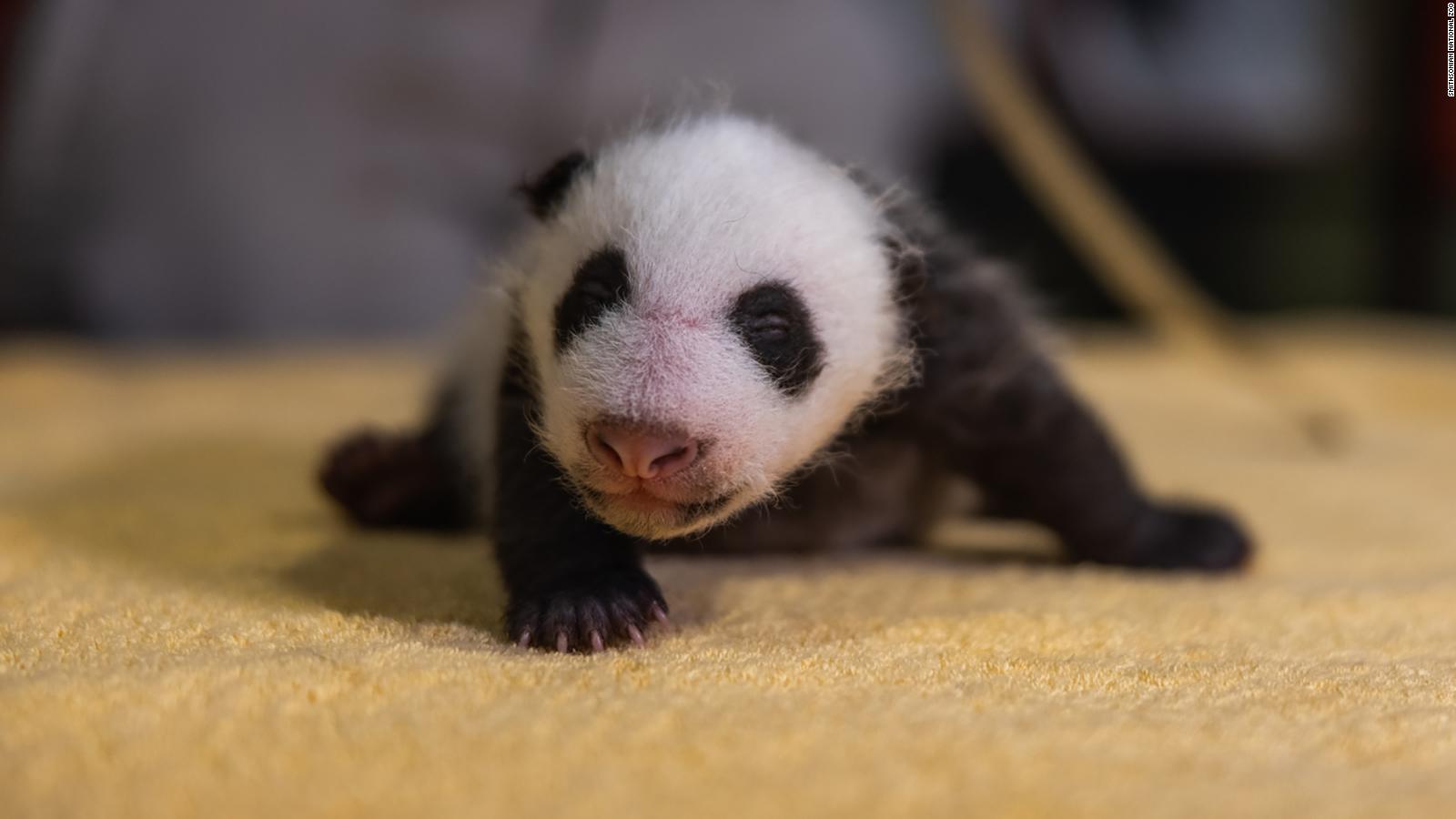 The National Zoo's baby panda has a name, and it means 'little miracle ...