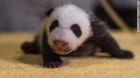 The National Zoo confirms its new baby panda is a boy