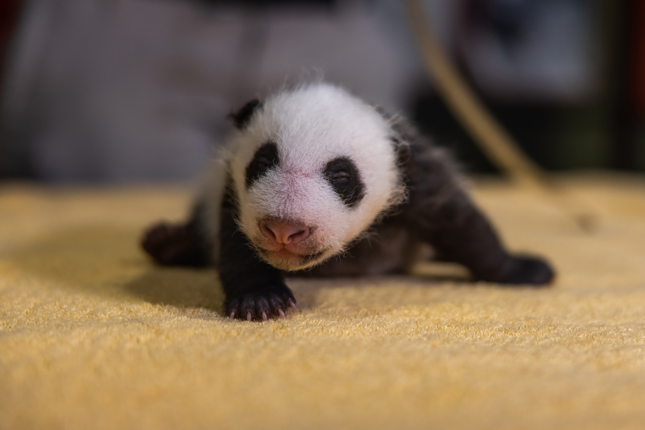 National Zoo Baby Panda Watch The Adorable Gender Reveal Cnn Video