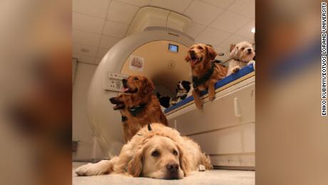 Dogs&#39; brains react just as much to faces as the backs of heads.
