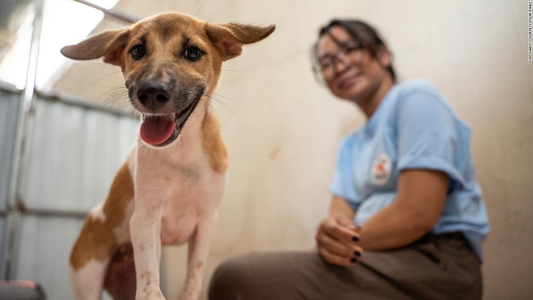 rescue dogs from abroad