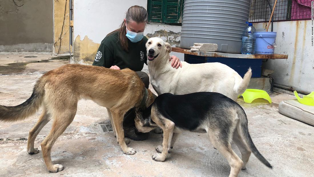 Rescue Organizations Save Dogs And Cats Despite Covid Cnn Travel