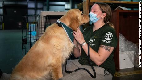 Animal rescues around the world in a pandemic continue despite travel  restrictions - CNN Video
