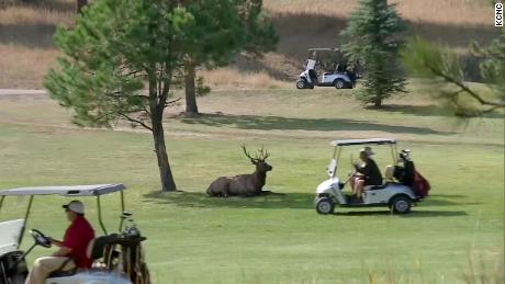 An elk rests in the shade as golfers speed by on golf carts.
