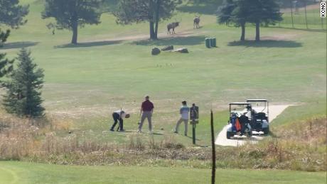 Elk roam Evergreen Golf Course near Denver as golfers set up. (Note: This is not Zak Bornhoft and his friends.)