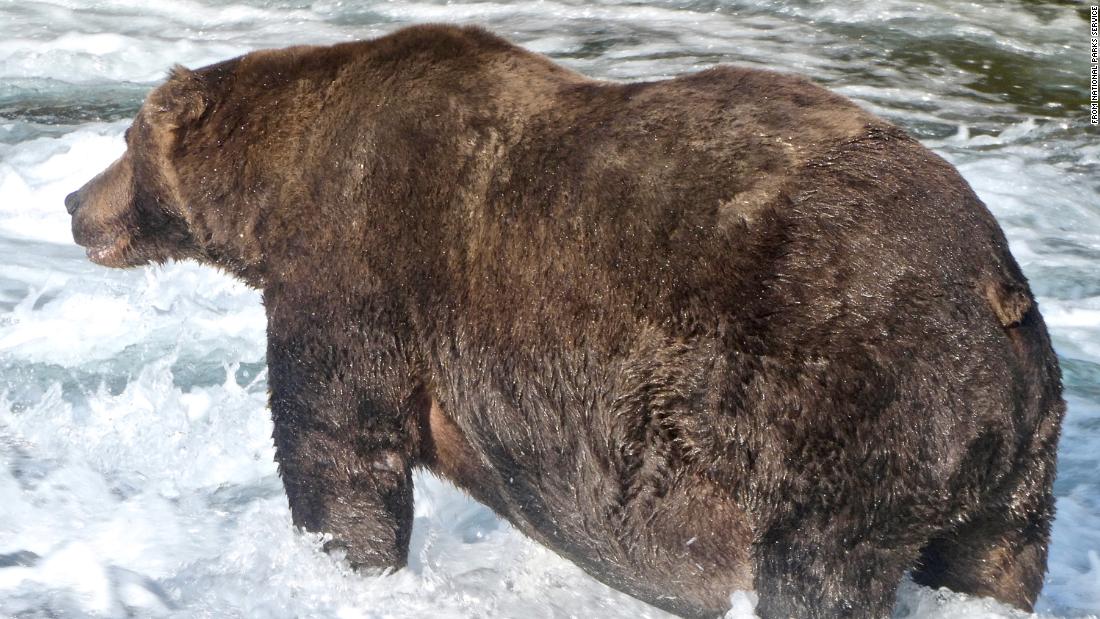 Fat Bear Week: It’s time to weigh in on Katmai National Park’s biggest bear