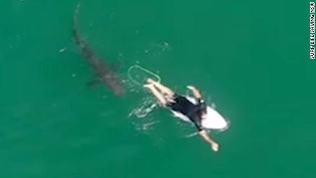 This surfer had no idea how close he came to a shark -- until he saw the drone footage